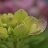 赤い紫陽花と