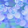 6月の詩