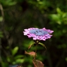 オールドレンズ：山紫陽花