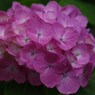 あじさい雨-2