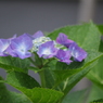 あじさい雨-3