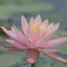 魁
