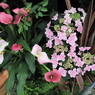 国バラ写真集「紫陽花」