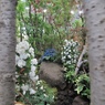 国バラ写真集「紫陽花」