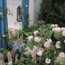国バラ写真集「紫陽花」