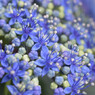 blue jewelry