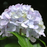 a white fairy