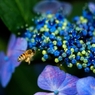 装飾花