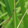 湿原の虫たち～モートンイトトンボ♂