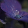 千変万華-10