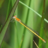 湿原の虫たち～モートンイトトンボ♀