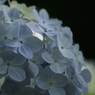 紫陽花って
