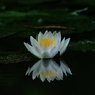 鏡花水月～white～