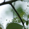 雨上がりの小宇宙