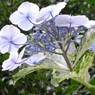 ajisai with spotted leaves