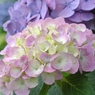 pastel colors