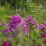  フロックス（花魁草）の季節（２）