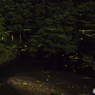 月夜の蛍