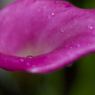 夜の花-2