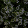 夜の花-5
