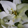 夜の花-4