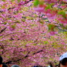 桜のトンネル