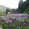 千古の家・花菖蒲園