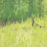 雉ママと幼鳥の影
