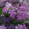 紫陽花色