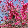 Blooming