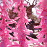 The Pink 2