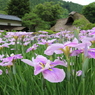 花菖蒲と千古の家