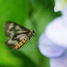 小さな虫達　蝶？蛾？
