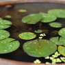 水鉢１