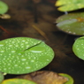 水鉢４