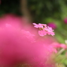 (花の名前が分かりません) 8