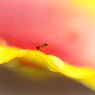 The small world ⑶