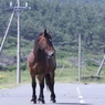 寒立馬　その１