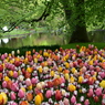 キュウケンホフ公園Keukenhof13