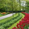 キュウケンホフ公園Keukenhof11