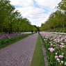 キュウケンホフ公園Keukenhof10