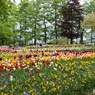 キュウケンホフ公園Keukenhof8