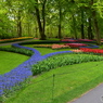 キュウケンホフ公園Keukenhof5