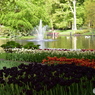 キュウケンホフ公園Keukenhof3