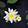 蓮の花咲くころ  4