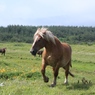 寒立馬　その６