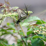 ペガサスのようだなー！/(新)花・草木＋α