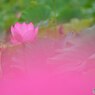 極楽浄土に咲く花