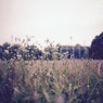 雨上がりの公園にて④