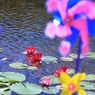 極楽浄土に咲く